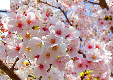 Japanese Pink Sakura