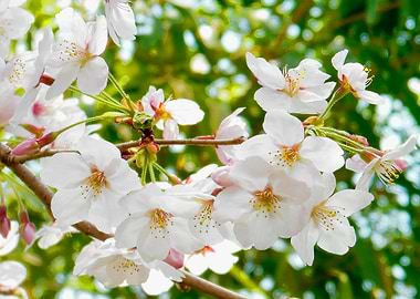 Japanese Cherry Sakura