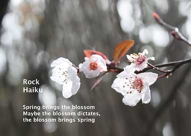 Rock Haiku Blossom