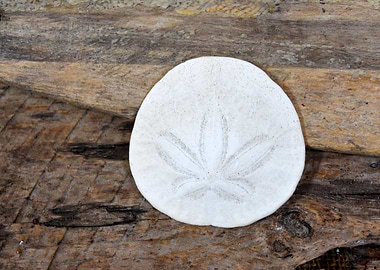 Sand Dollar