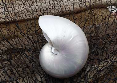 Whole Pearl Nautilus