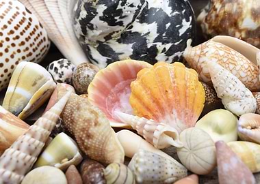 Tropical shell still life