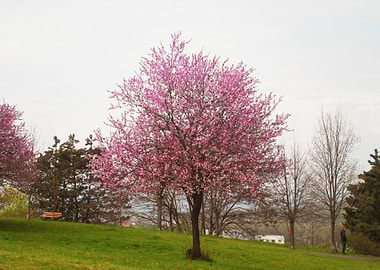 Wild apple tree in spring