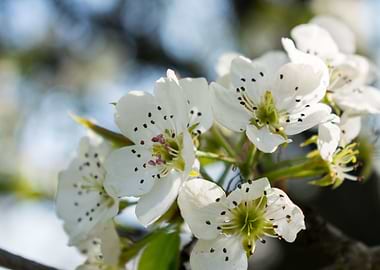 Apple blossoms