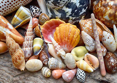Beachcombed shells