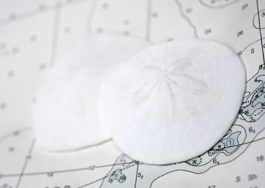 Sand dollars on chart