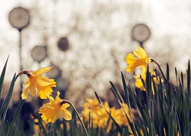 Osterglocken Blossom