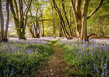 Bluebell Path