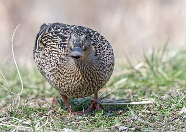 cute duck rest on meadow