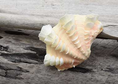 Ruffled Clam shell