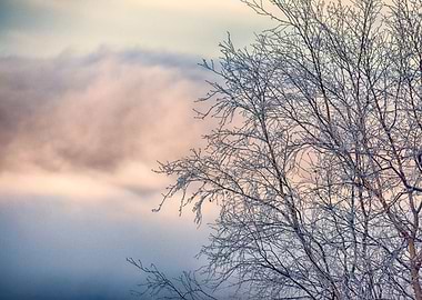 Frosted alder tree