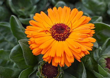 yellow gerbera daisy