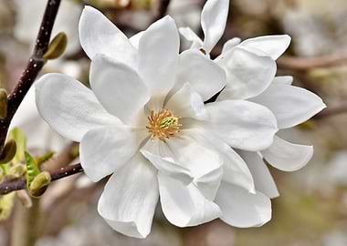 Magnolia Blossom