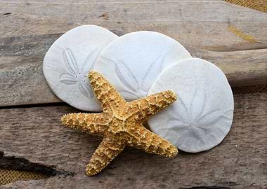 Sand Dollar and Starfish