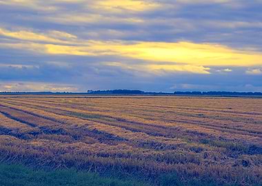 cultivated field in autumn