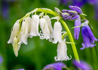 Whitebells and Bluebells