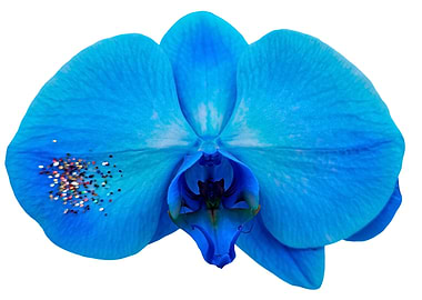 blue orchid with glitter