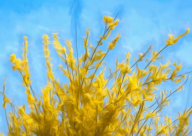 yellow forsythia in bloom