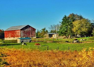 Till The Cows Come Home