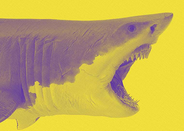 Great White Shark Print