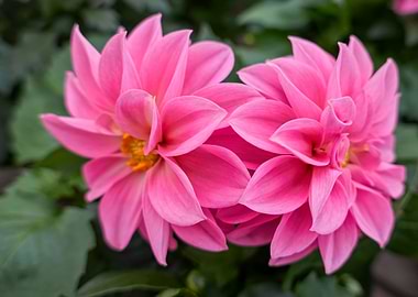 pink dahlia in the garden