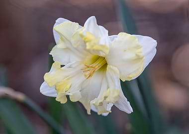 daffodils bloom in spring
