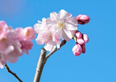 pink flower on the tree
