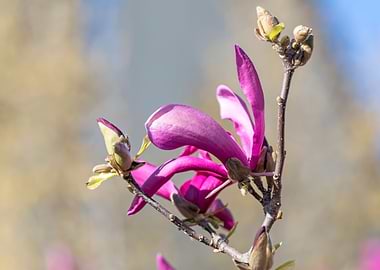magnolia flower on tree