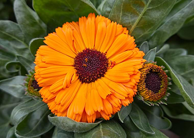 orange yellow gerbera dais