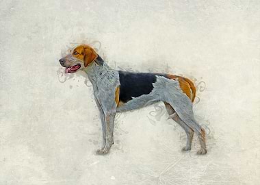 American Foxhound
