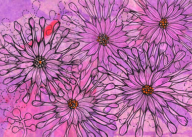 African Daisy Pink Floral
