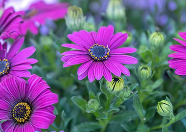 pink daisy in bloom