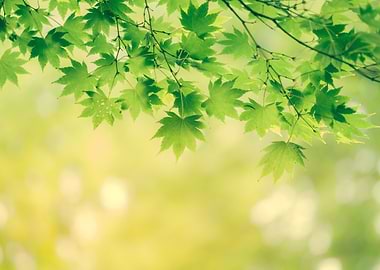 Leaves and sunshine