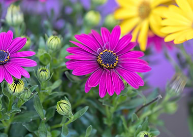 pink daisy in bloom