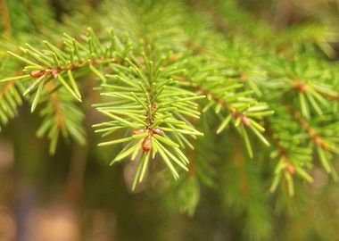 Green spruce branch
