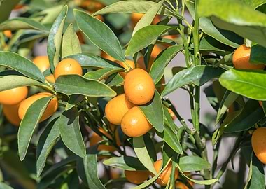 Kumquat on tree