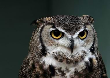 Owl Eyes