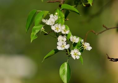 Flowering tree