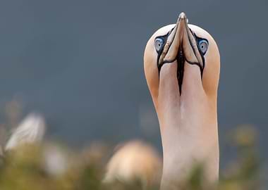 what are you looking