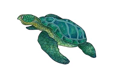 Green Sea Turtle