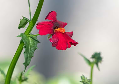 red snapdragons in bloom