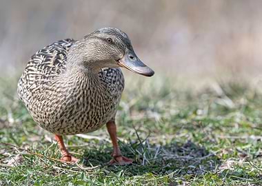 cute duck rest on meadow