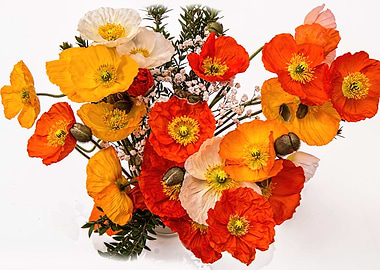 Bouquet Of Colored Poppies