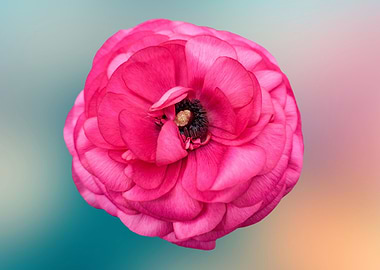 pink peonia flower