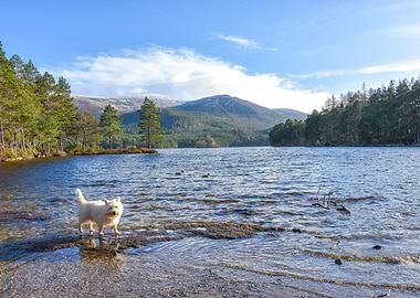 Westie at Loch an Eilein
