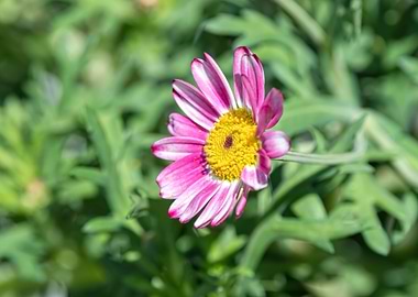 daisy in bloom in spring