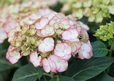 white hydrangea in bloom