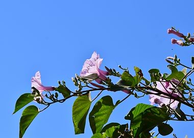 Morning glory