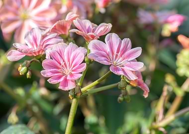 pink lewisia flower