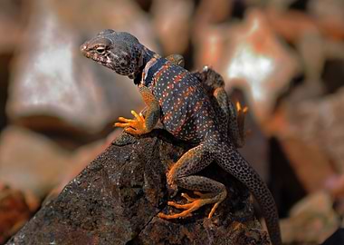 Desert Lizard
